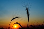 golden harvest, Kahil Gabril