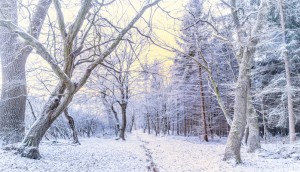 Frosty Morning in Forest