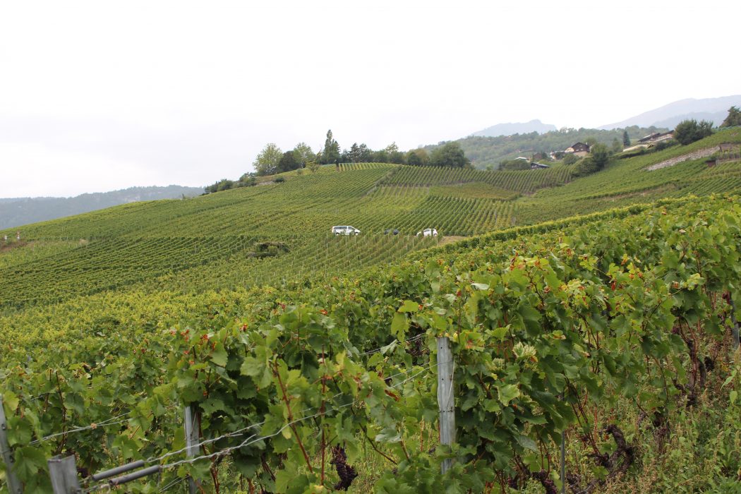 Marche des Cepages, wine, switzerland, swiss, valais, valaiswallis, festival, travel