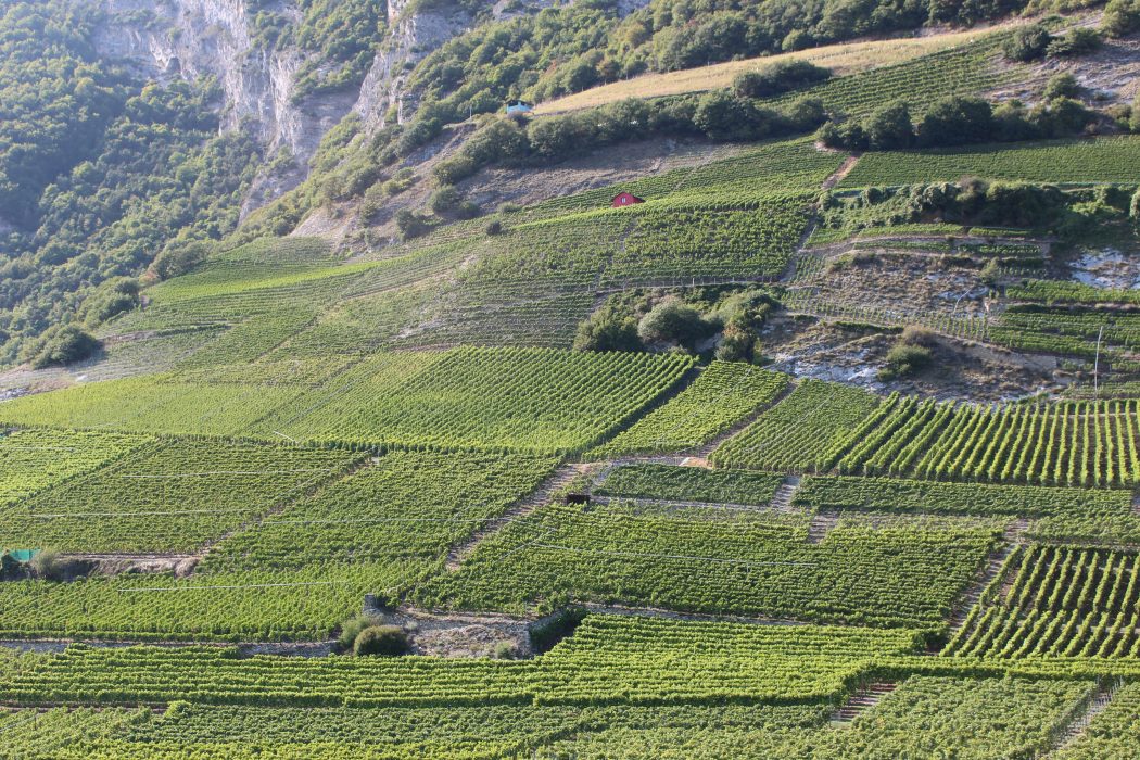 saillon, valais, switzerland, vineyard, dalai lama, wine, travel, tourism