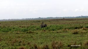 World Elephant Day
